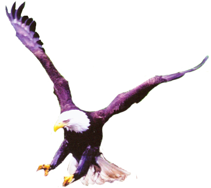 Eagle
